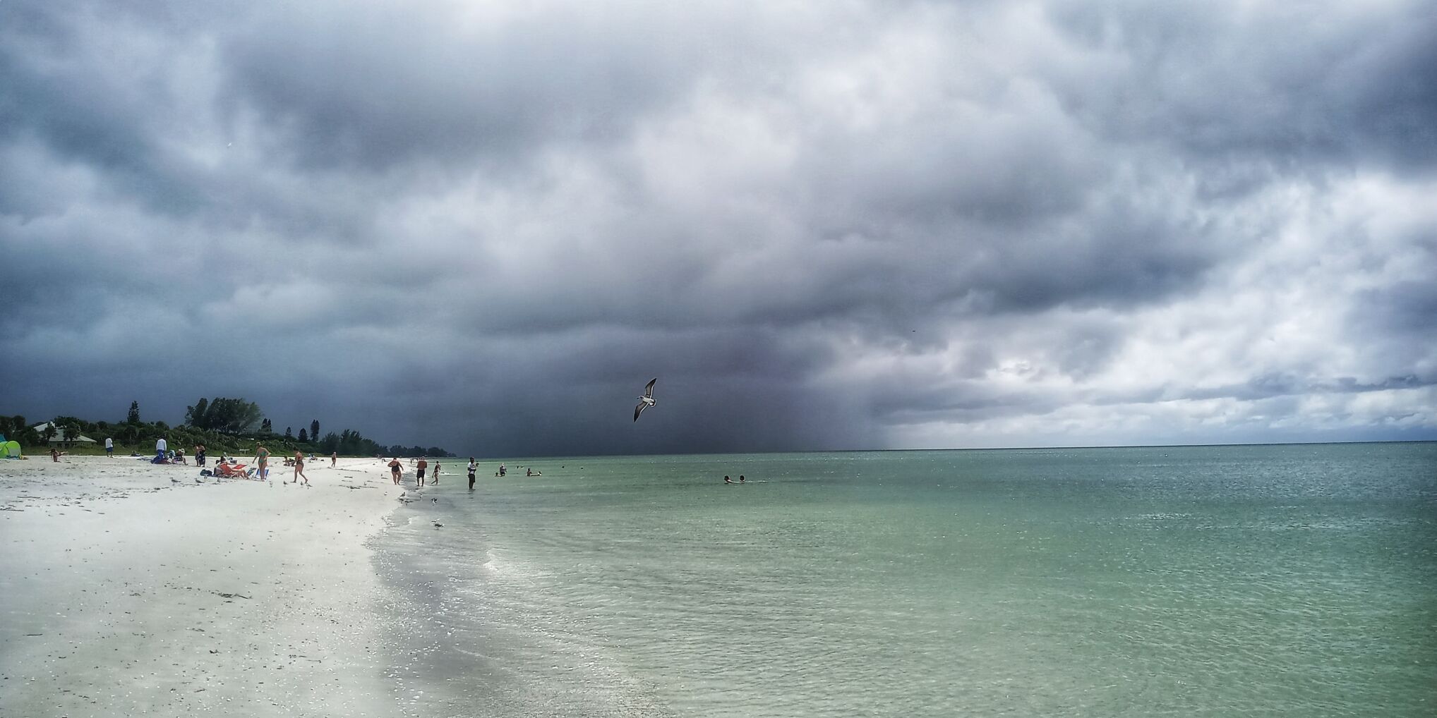 Sally Approaches at Englewood Beach